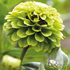 5010931454242 1 Mr Fothergills Zinnia Envy Seeds.jpg